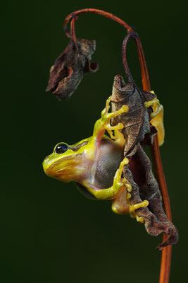 Laubfrosch