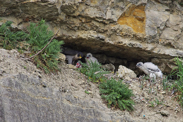 Wanderfalke am Nest