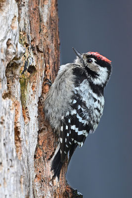 Kleinspecht Männchen