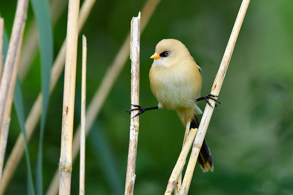 Bartmeise Jungvogel