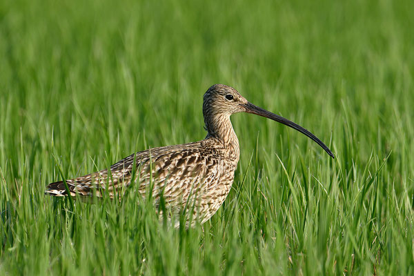 Großer Brachvogel