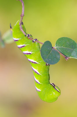 Ligusterschwärmer Raupe