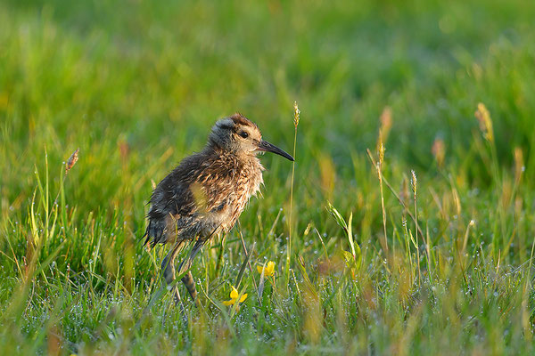 Großer Brachvogel Küken