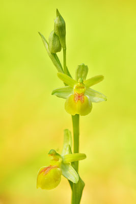 Gelbe Kleine Spinnenragwurz flavescens Detail