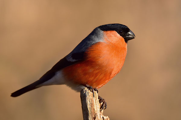 Dompfaff Männchen