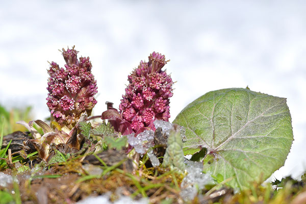 Rote Pestwurz