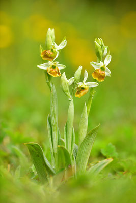 Gelbe Hummelragwurz flavescens