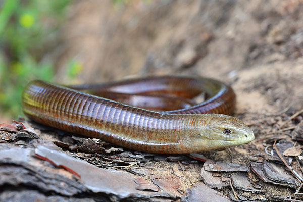 Scheltopusik 