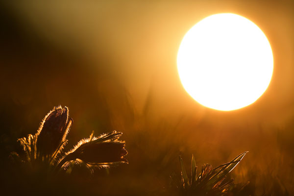 Küchenschelle im Morgenlicht