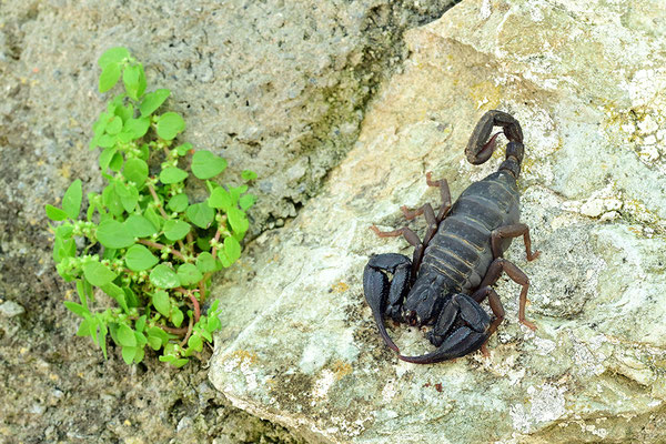 Dufours Skorpion