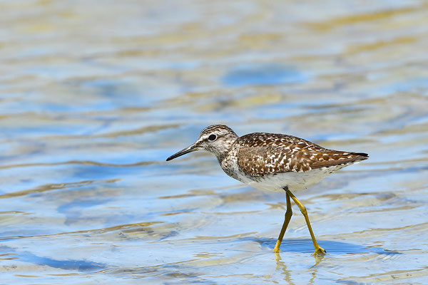 Bruchwasserläufer