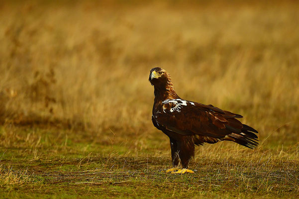 Kaiseradler