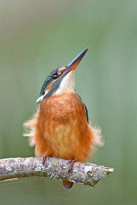 Eisvogel Weibchen