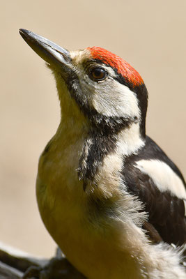 Buntspecht Jungvogel Kopfportrait