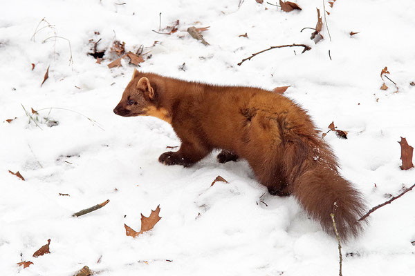 Baummarder im Otterpark Hankensbüttel