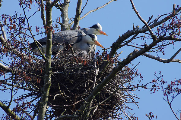 Graureiher Paar am Nest