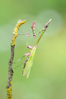 Empuse, Empusa fasciata