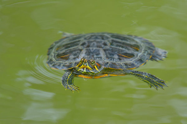Rotwangenschmuckschildkröte