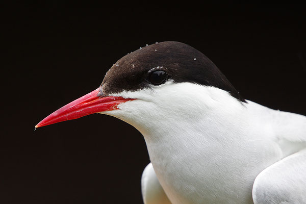 Küstenseeschwalbe Portrait