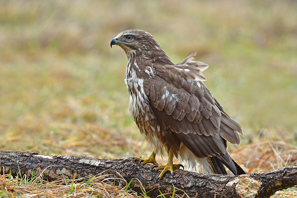 Mäusebussard