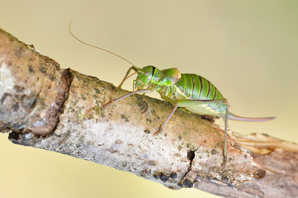 Westliche Sattelschrecke Weibchen