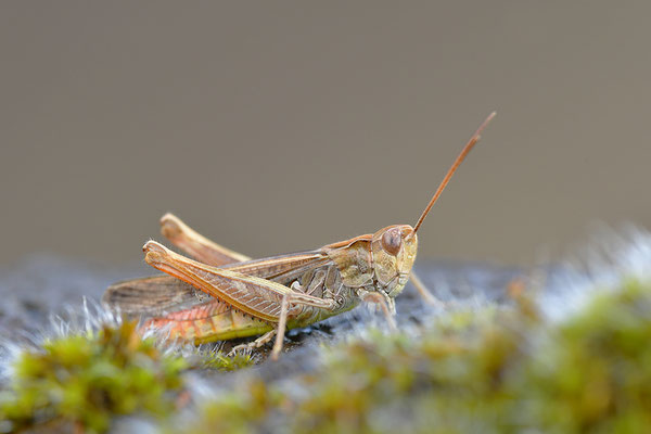 Steppengrashüpfer