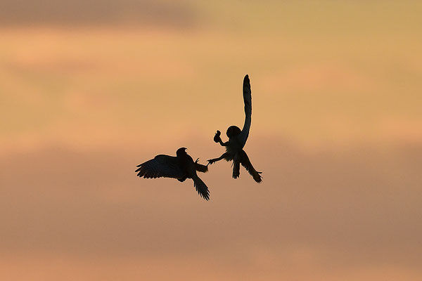 Sumpfohreule kämpft mit Turmfalke um Beute