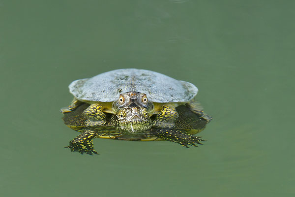 Europäische Sumpfschildkröte Paarung