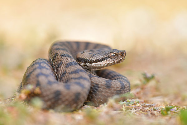 Aspisviper
