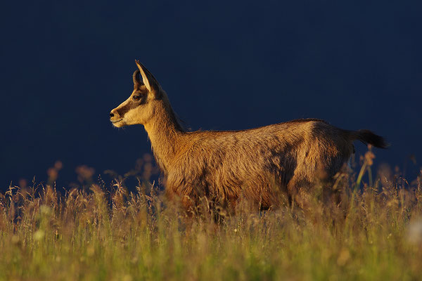 Gämse im Abendlicht