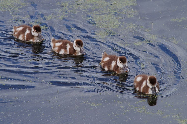 Nilgans Jungvögel