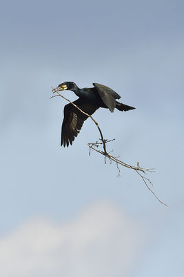 Kormoran im Flug