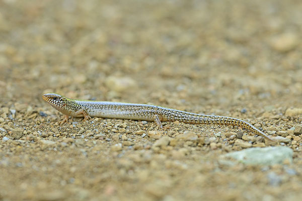 Gestreifter Walzenskink