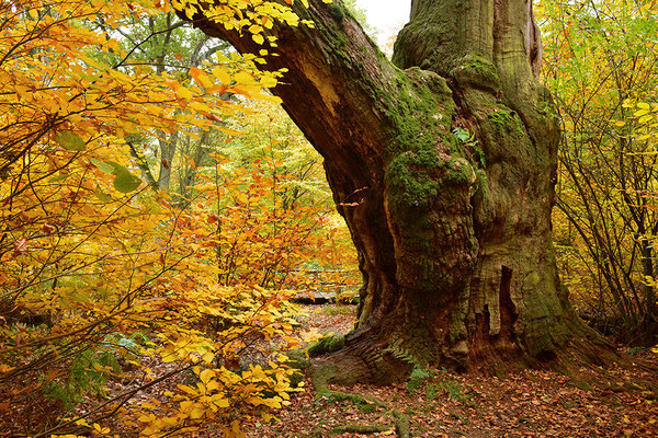 Urwald Sababurg
