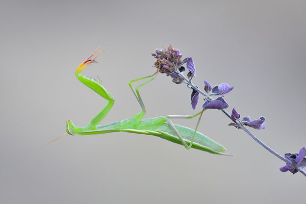 Gottesanbeterin subadult