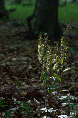 Violette Stendelwurz