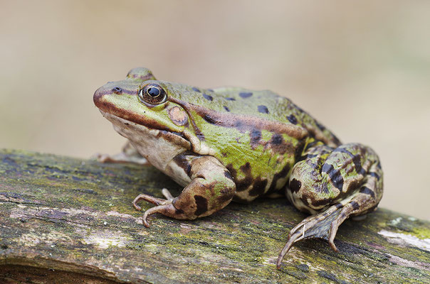 Teichfrosch