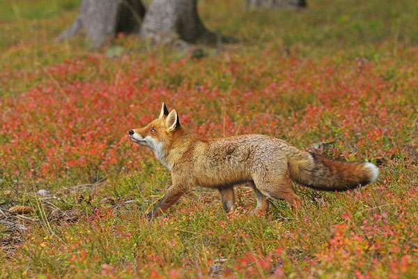 Fuchs