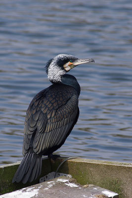 Kormoran im Prachtkleid