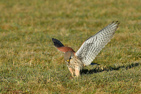 Turmfalke im Anflug