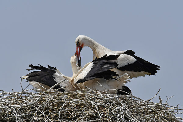 WeißstorWeißstorch mit Jungvögeln am Nestch mit Jungvögeln am Nest