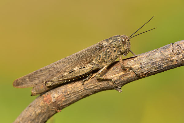 Ägyptische Wanderheuschrecke