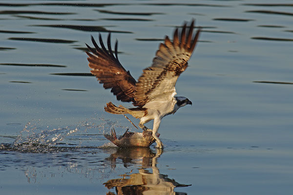 Fischadler beim Fischfang