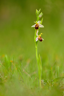 Bienenragwurz var. aurita