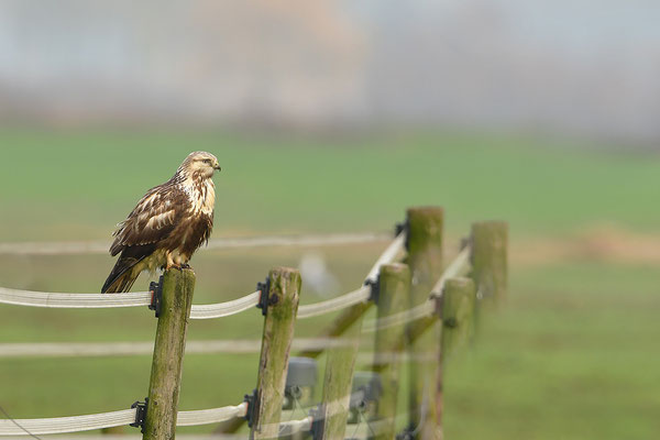 Rauhfußbussard