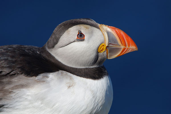 Papageitaucher Portrait