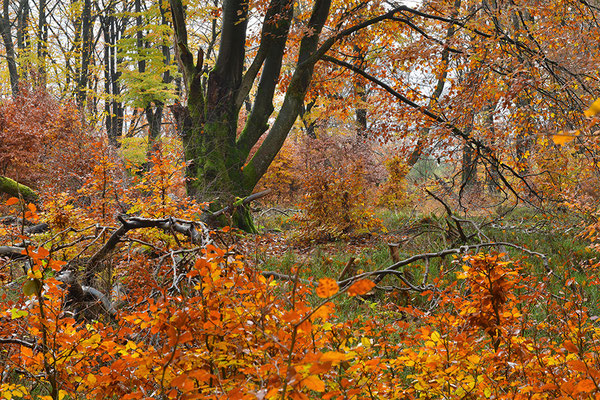 Hutewald Kalterherberg