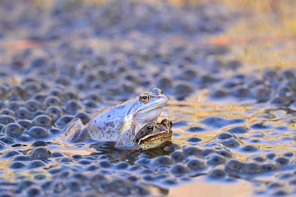 Moorfrosch Paar