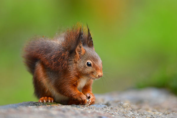 Eichhörnchen