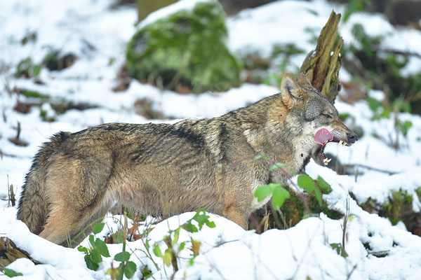 Wolf